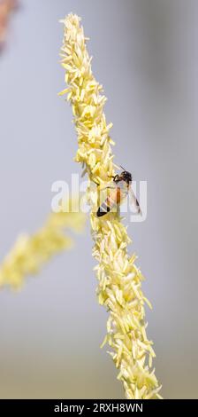 Honigbiene fliegt und sammelt Nektar auf Maisgras. Fliegende Honigbiene sammelt Pollen auf gelbem Maisgrassamen. Fliegende Honigbiene Sammlerstück Stockfoto