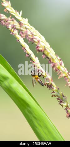 Honigbiene fliegt und sammelt Nektar auf Maisgras. Fliegende Honigbiene sammelt Pollen auf gelbem Maisgrassamen. Fliegende Honigbiene Sammlerstück Stockfoto