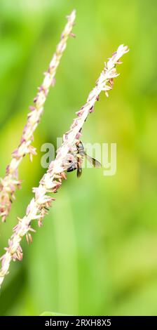 Honigbiene fliegt und sammelt Nektar auf Maisgras. Fliegende Honigbiene sammelt Pollen auf gelbem Maisgrassamen. Fliegende Honigbiene Sammlerstück Stockfoto