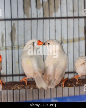 Ein Hochwinkelschuss von zebrafinkenvögeln, die im Käfig auf dem Markt zum Verkauf sitzen. Wunderschöne Amadinvögel im Käfig. zebrafinkenvögel auf dem Vogelmarkt. Beauti Stockfoto