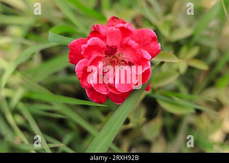 Nahaufnahme der wunderschönen Rosenblüte im Blumengarten. Rote Rose. Rosen-Nahaufnahme. Mit selektivem Fokus auf das Thema. Stockfoto