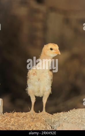 Porträt der kleinen Aseelküken. Weiße Küken vor verschwommenem Hintergrund. Geflügelzuchtkonzept. Ein kleines weißes Küken, das sich wunderbar gegen unscharfe Ba stellt Stockfoto