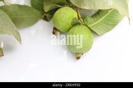 Nahaufnahme der Guavenfrucht am Ast vor weißem Hintergrund. Frische Guavas-Früchte vor weißem Hintergrund. Guavas-Baum. Guavas-Garten mit frischem Stockfoto