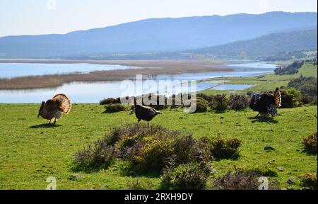 Gala Lake in Edirne, Türkei. Stockfoto