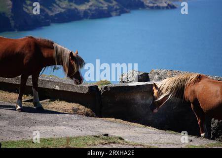 Braune Ponys auf einem Hügel Stockfoto