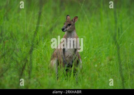 Porträt eines Wallabys; Australien Stockfoto