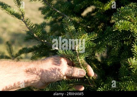 Die Hand eines Mannes, der einen Zweig einer Kanaan-Tanne hält (Abies balsamea var. Phanerolepis) auf einer Baumfarm; Blue Hill, Nebraska, Vereinigte Staaten von Amerika Stockfoto