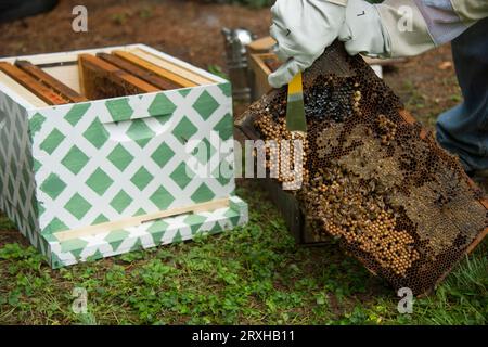 Imker, der mit Bienenstöcken arbeitet; Lincoln, Nebraska, Vereinigte Staaten von Amerika Stockfoto