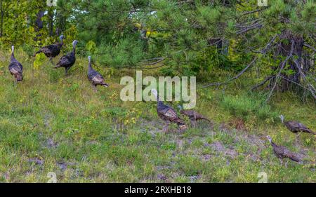 Herde wilder Puten in Nord-Wisconsin. Stockfoto