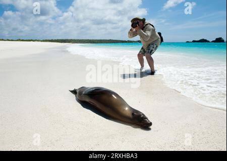 Der Fotograf fotografiert einen Galapagos-Seelöwen (Zalophus wollebaeki), der am Strand auf Espanola Island im Galapagos Islands National Park liegt Stockfoto