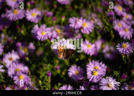 Schmetterling auf blühendem Herbstaster Stockfoto