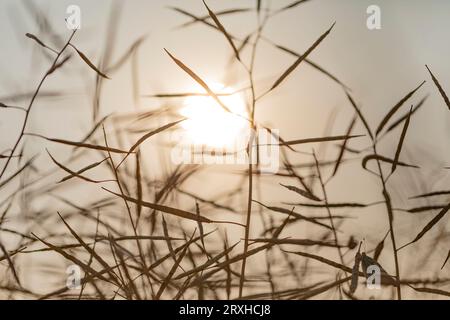 Nahaufnahme der Silhouette hoher Gräser, die in der Dämmerung von der hellen Sonne beleuchtet werden, auf einer malerischen Route von Calgary nach Three Hills; Alberta, Kanada Stockfoto