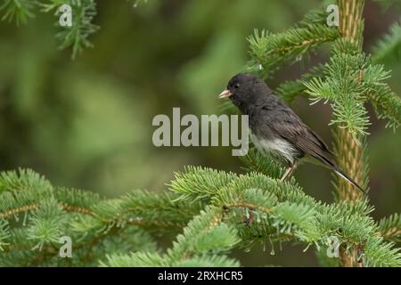 Kleiner schwarzer Vogel auf einem Baum, Yukon, Kanada Stockfoto