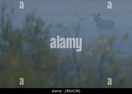 Bullenelche (Alces alces) im Nebel; Yukon, Kanada Stockfoto