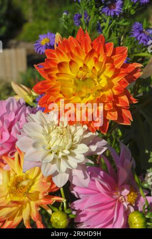 Dahlienblüten, die die Farben des Sommers einfangen; Olympia, Washington, Vereinigte Staaten von Amerika Stockfoto