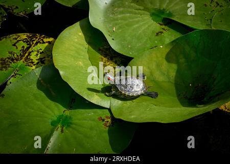 Rotohrschieber, Rotohrterrapin, Trachemys scripta elegans auf Lilienpad. Stockfoto