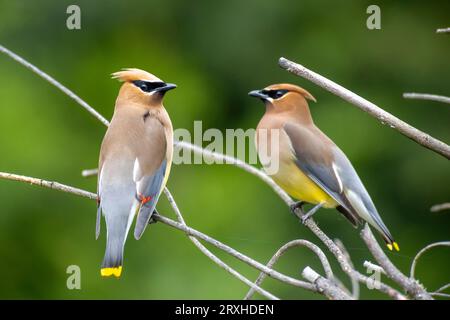 Nahaufnahme eines Paares wunderschöner böhmischer Wachsflügel (Bombycilla garrulus) auf Zweigen; Olympia, Washington, Vereinigte Staaten von Amerika Stockfoto