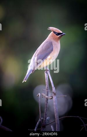 Nahaufnahme eines weiblichen böhmischen Wachsflügels (Bombycilla garrulus) auf einem Zweig; Olympia, Washington, Vereinigte Staaten von Amerika Stockfoto