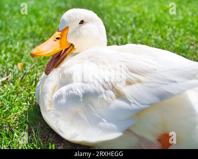 Weiße Ente mit offenem gelben Schnabel, der auf Gras sitzt Stockfoto