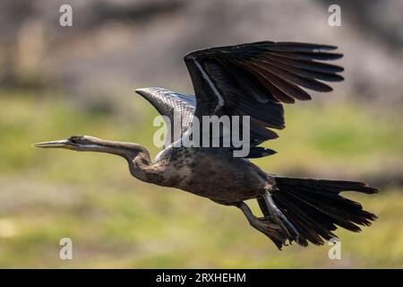 Afrikanischer Darter (Anhinga rufa) fliegt bei Sonnenschein über Gras, Chobe National Park; Chobe, Botswana Stockfoto