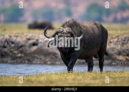 Porträt eines kapbüffels (Syncerus Caffer Caffer Caffer), der entlang des Flusses spaziert und die Kamera im Chobe National Park beobachtet; Chobe, Bostwana Stockfoto