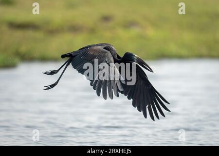 Ein afrikanischer offener Schnabel (Anastomus lamelligerus) fliegt über einen Fluss mit dem Grasufer in der Ferne, Chobe National Park; Chobe, Botswana Stockfoto