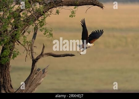 Ein afrikanischer Fischadler (Haliaeetus vocifer) mit hängenden Beinen, während er seine Flügel hebt, von einem toten Ast abhebt und vom Baum wegfliegt... Stockfoto