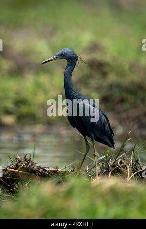 Das Porträt eines schwarzen Reihers (Egretta ardesiaca) blickt auf ein grasbewachsenes Flussbett im Chobe National Park, Chobe, Botswana Stockfoto