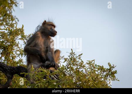 Porträt eines Chacma-Pavians (Papio ursinus), der auf einem Baum sitzt und vor einem blauen Himmel im Chobe-Nationalpark schaut; Chobe, Botswana Stockfoto