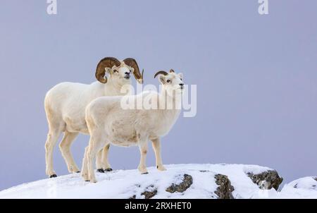 Männliche und weibliche Dickhornschafe (Ovis canadensis) stehen auf einem schneebedeckten Kamm vor einem klaren blauen Himmel; Alaska, Vereinigte Staaten von Amerika Stockfoto