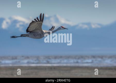 Sandhill-Kran (Antigone canadensis canadensis) im Flug mit Bergen im Hintergrund; Alaska, Vereinigte Staaten von Amerika Stockfoto