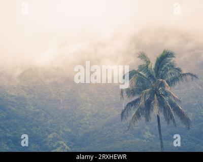 Palme gegen grünen Berg mit Nebel. Stockfoto