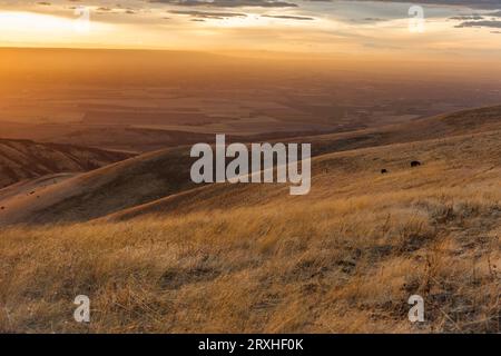 Staubiger Sonnenuntergang und weidende Kühe mit Fernsicht auf ausgedehntes Ackerland im Osten von Washington, USA; Walla Walla, Washington, Vereinigte Staaten von Amerika Stockfoto