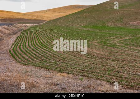 Reihen neuer Pflanzen auf einem frisch gepflügten Feld im Osten Washingtons; Prescott, Washington, Vereinigte Staaten von Amerika Stockfoto