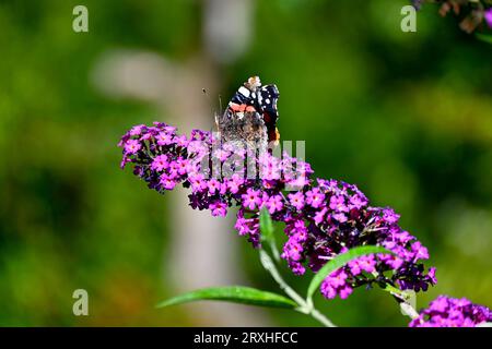 Der rote Admiral-Schmetterling (Vanessa atalanta) ernährt sich von einer Buddleja-Blume (Buddleia) – Nordwales, Großbritannien Stockfoto