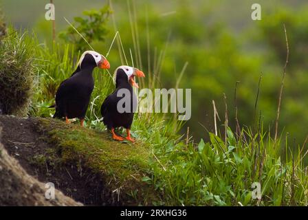 Ein Paar getuftete Puffins auf Cliff, Middleton Island, südzentrales Alaska, im Sommer Stockfoto