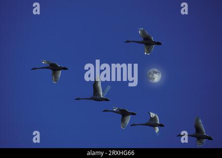 Tundra Swans Im Flug Während Der Migration Entlang Des Pacific Flyway, Kalifornien. Zusammengesetzt Stockfoto