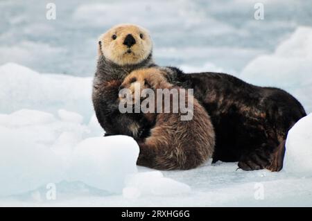 Sea Otter Mother Und Welpe Ruhen Sich Im Sommer Auf Einer Eisscholle Am Harvard Glacier Im Prince William Sound, Südzentralalaska Aus Stockfoto