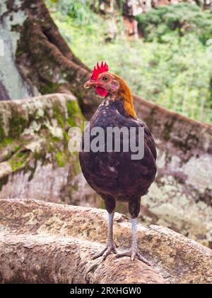 Kauai wildes Huhn im Freien im botanischen Garten. Stockfoto