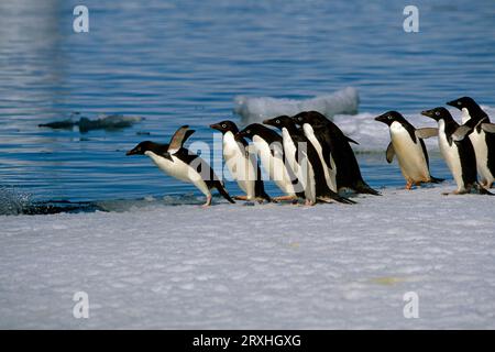 Adelie-Pinguine-Sprung vom Eisberg Paulet ist antarktischen Sommer Stockfoto