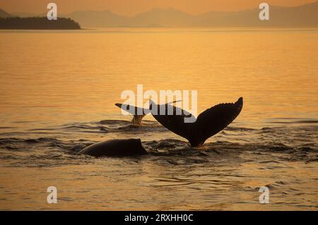 Composite Setting Sun Beleuchtet Frederick Sound Und Die Flukes Of Buckelwale Alexander Archipelago Southeast Alaska Composite Stockfoto
