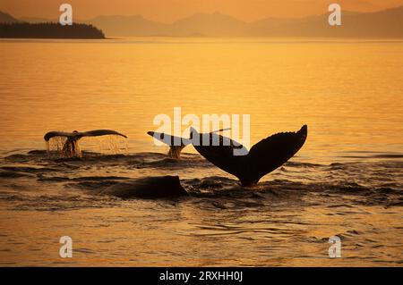 Composite Setting Sun Beleuchtet Frederick Sound Und Die Flukes Of Buckelwale Alexander Archipelago Southeast Alaska Composite Stockfoto
