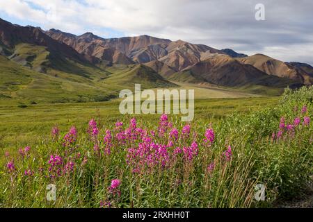 Panoramablick Auf Den Highway Pass Und Die Ausläufer Der Alaska Range Mit Feuerweed Im Vordergrund Im Denali National Park, Alaska Im Spätsommer. Stockfoto