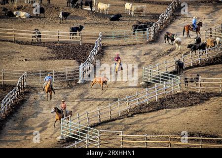 Ein Ochsenbock wird auf einem Futterplatz in der Nähe von Garden City, Kansas, in seinen Stall gelockt. Garden City, Kansas. Stockfoto