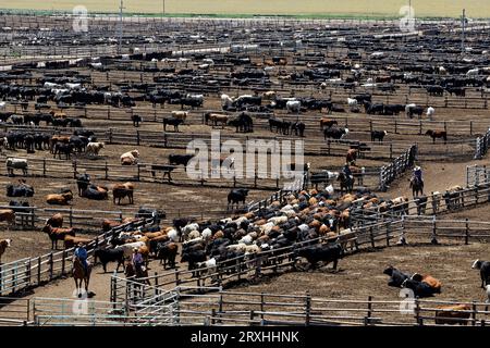 Rinder werden auf einem Futterplatz in Kansas in Ställe gelockt Stockfoto