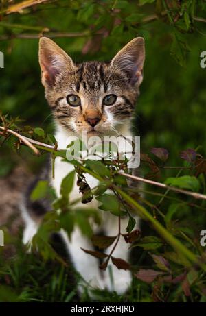 Kleine weiße und graue Katze, Kätzchen aus nächster Nähe Stockfoto