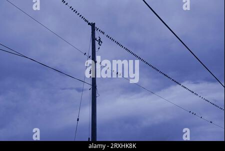 Silhouette von kleinen Vögeln, die in einer langen Reihe auf einer Stromleitung vor einem bewölkten Himmel sitzen; Abbotsford, British Columbia, Kanada Stockfoto