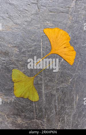 Zwei Ginkgo-Blätter auf einem strukturierten, grauen Schieferhintergrund; grünes und gelbes Blatt einander gegenüber Stockfoto