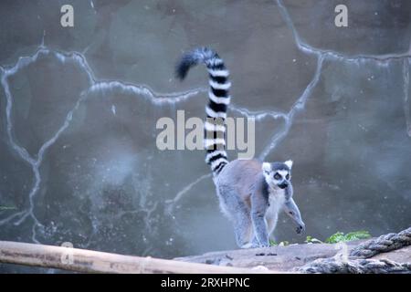 Die Ringschwanz-Lemur geht zu ihrem Gemüse-Abendessen Stockfoto