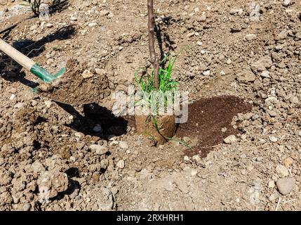 Pflanzen von Obstbäumen. Pflanzung von Setzlingen und Verwendung von Boden mit einer Schaufel. Pflanzen von Baumsäften Stockfoto